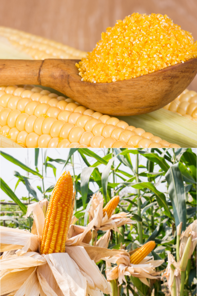 Farmhub-Yellow Corn Grits